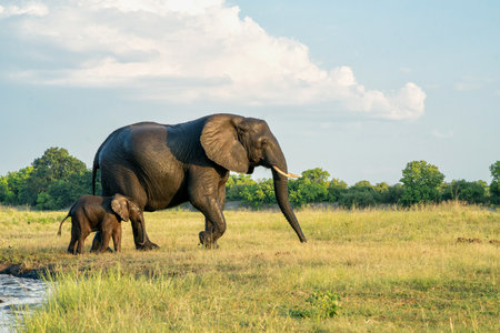Close encounter with Elephants crossing the Chobe river between Namibia and Botswana in the late afternoon seen from a boat.の写真素材