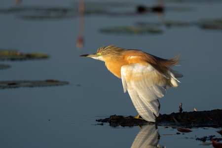 Squacco Heron (Ardeola ralloides) fishing in a water lily field in the early morning with warm light in the Chobe river between Botswana and Namibiaの写真素材