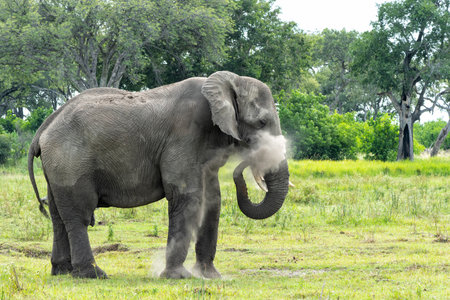 Elephant bull walking and feeding on the plains in the Okavango Delta in Botswana.の写真素材