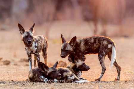 African wild dog puppies waking up at sunrise in Mana Pools National Park in Zimbabweの写真素材