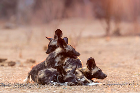 African wild dog puppies waking up at sunrise in Mana Pools National Park in Zimbabweの写真素材