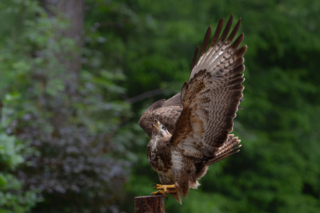 Common Buzzard (Buteo buteo) on a pole in the forest looking for other birds of prey in Noord...
