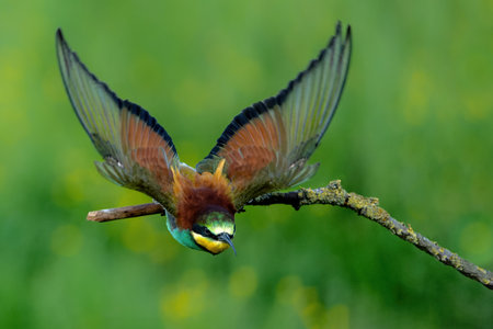 European bee-eater (Merops apiaster) in flight in Gelderland in the Netherlands.