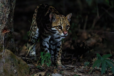 Ocelot (Leopardus pardalis) searching for food in the night in the forest of the North Pantanal in Brazilの写真素材