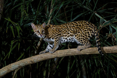 Ocelot (Leopardus pardalis) searching for food in the night in the forest of the North Pantanal in Brazilの写真素材