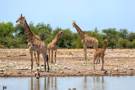 Tower of giraffe walking in the late hot summer in Etosha National Parkの写真素材