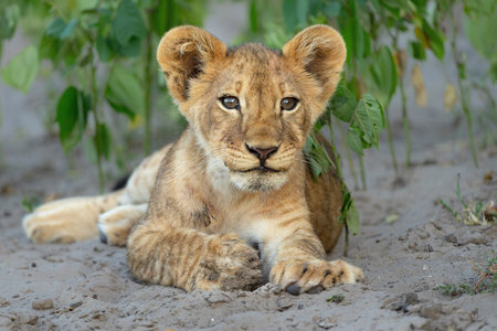 Lion cub hanging around in the vegetation of the riverfront in the Chobe National Park in Botswanaの写真素材