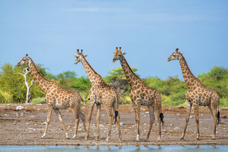Tower of giraffe walking in the late hot summer in Etosha National Parkの写真素材