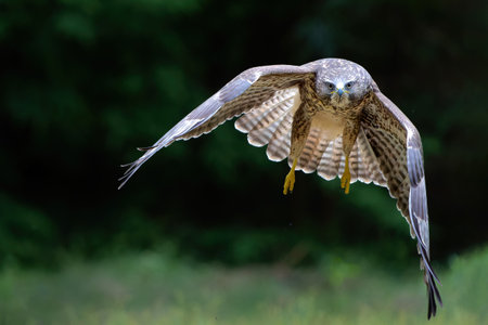 Common Buzzard (Buteo buteo) searching for food in the forest of Noord Brabant in the Netherlands.の写真素材