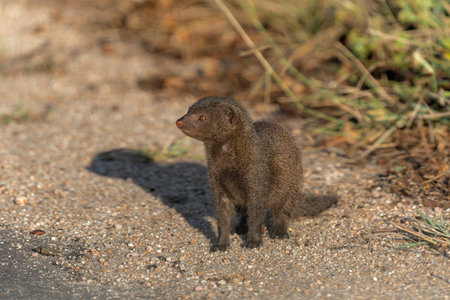 Common dwarf mongoose (Helogale parvula) searching for food in the Kruger National Park in South Africaの写真素材