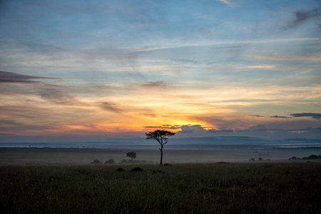 Landscape at sunrise with mist over the plains, Masai Mara National Reserve, Kenyaの写真素材