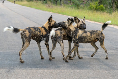 African Wild Dog playing, running and searching for food, in the Kruger National Park in South Africaの写真素材