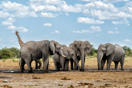 Elephant herd walking on the plains after visiting a waterhole in Etosha National Park in Namibiaの写真素材