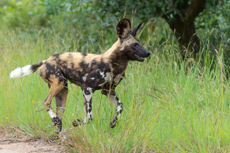 African Wild Dog playing, running and searching for food, in the Kruger National Park in South Africaの写真素材