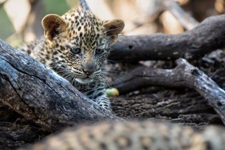 Cute Leopard cub. This leopard (Panthera pardus) cub is coming out of the den when his mother arrives - in Mashatu Game Reserve in the Tuli Block in Botswanaの写真素材