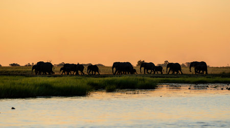 Elephant herd at sunset. After a day of eating on islands in the Chobe River, the elephants cross the water again to spend the night in the forests of the Chobe National Park in Boの写真素材