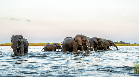 Elephant herd at sunset. After a day of eating on islands in the Chobe River, the elephants cross the water again to spend the night in the forests of the Chobe National Park in Boの写真素材