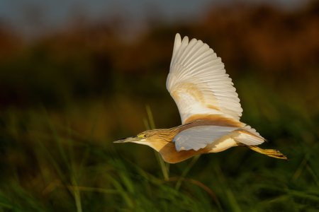 Squacco Heron (Ardeola ralloides) flying around for fishing in a water lily field in the early morning with warm light in the Chobe river between Botswana and Namibiaの写真素材