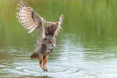 European Eagle Owl (Bubo bubo) flying over a lake in Gelderland in the Netherlands.