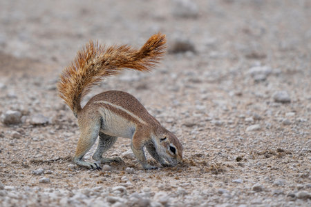 Cape ground squirrel (Geosciurus inauris) searching for food and using its tail as an umbrella in Etosha National Park in Namibiaの写真素材