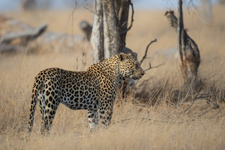 Leopard male following a female in Sabi Sands Game Reserve in the Greater Kruger Region in South Africaの写真素材
