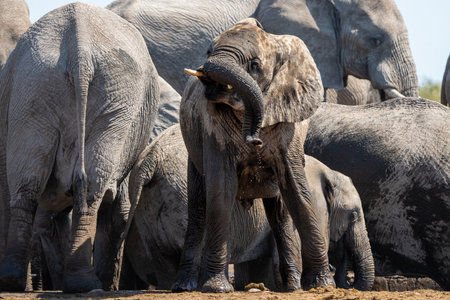 Young Elephant playing and drinking at a waterhole in Etosha National Park in Namibiaの写真素材