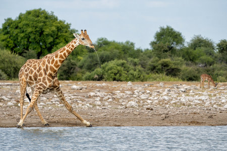 Drinking giraffe in a waterhole in the very dry and desolate Etosha National Park in Namibiaの写真素材