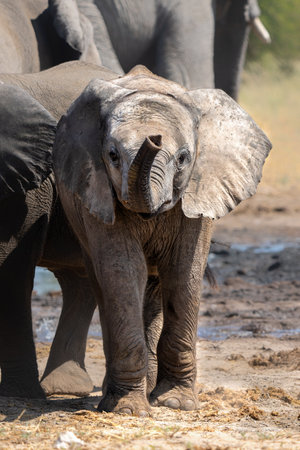 Young Elephant playing and drinking at a waterhole in Etosha National Park in Namibiaの写真素材