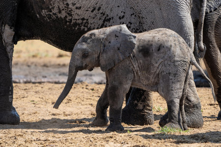 Young Elephant playing and drinking at a waterhole in Etosha National Park in Namibiaの写真素材