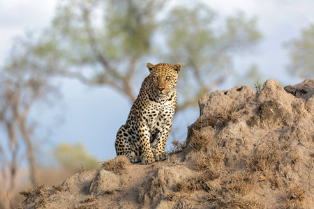 Leopard male following a female in Sabi Sands Game Reserve in the Greater Kruger Region in South Africaの写真素材
