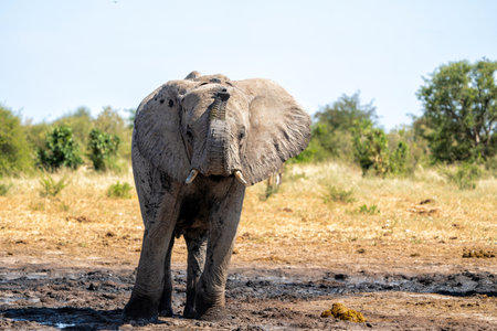 Young Elephant playing and drinking at a waterhole in Etosha National Park in Namibiaの写真素材
