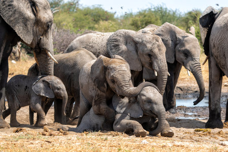 Young Elephant playing and drinking at a waterhole in Etosha National Park in Namibiaの写真素材