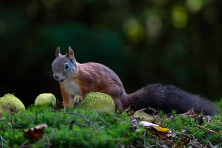 Eurasian red squirrel (Sciurus vulgaris) searching for food in the autumn in the forest in the South of the Netherlands.の写真素材