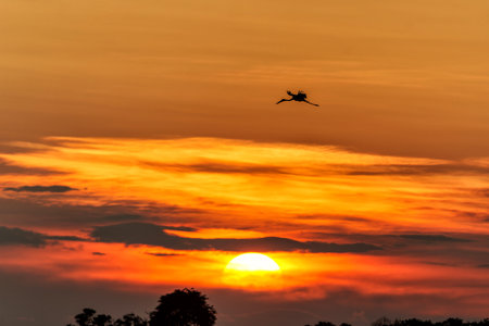 Sunset at a lake with birds in the Okavango Delta in Botswanaの写真素材