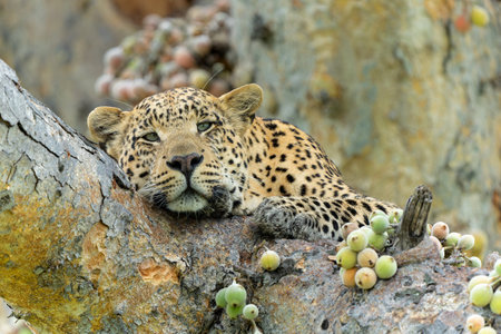 Leopard (Panthera pardus) male resting and looking around in a tree with a lot of figs in the Okavango Delta in Botswanaの写真素材