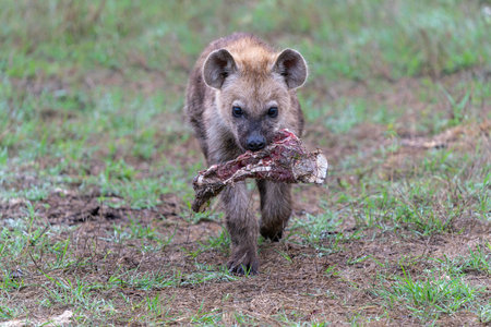 Spotted Hyena cub at the den. The adult hyena did bring a prey to the den and a young cub was coming out in the early morning in a Game Reserve in the Greater Kruger Region in Soの写真素材
