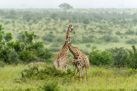 South African Giraffe (Giraffa giraffa giraffa) or Cape giraffe searching for water and food on the savanna in Kruger National Park in South Africaの写真素材