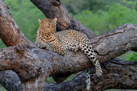 Leopard looking for prey in a Game Reserve in the Greater Kruger Region in South Africa