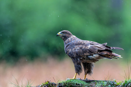 Common Buzzard (Buteo buteo) searching for food in the forest in the Netherlands.の写真素材