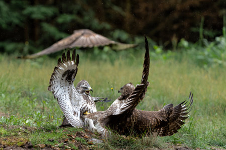 Common Buzzard (Buteo buteo) searching for food in the forest in the Netherlands.の写真素材