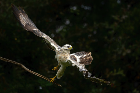 Common Buzzard (Buteo buteo) searching for food in the forest in the Netherlands.の写真素材