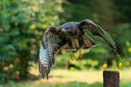 Common Buzzard (Buteo buteo) searching for food in the forest in the Netherlands.の写真素材