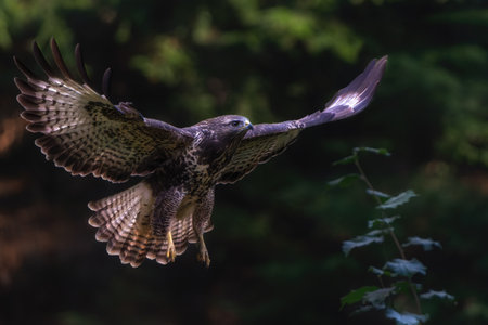 Common Buzzard (Buteo buteo) searching for food in the forest in the Netherlands.の写真素材