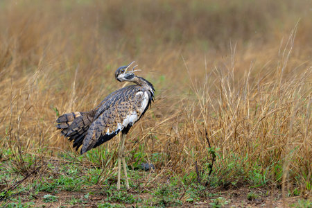 The black-bellied bustard (Lissotis melanogaster) showing courtship behavior in Kruger National Park in South Africaの写真素材