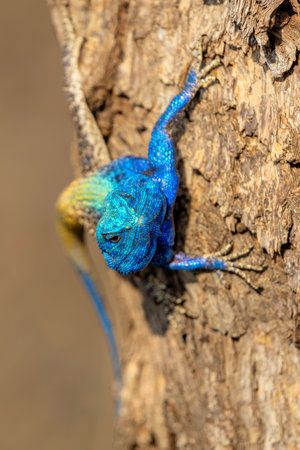 Southern tree agama (Acanthocercus atricollis) sitting in a tree in the Kruger National Park in South Africaの写真素材