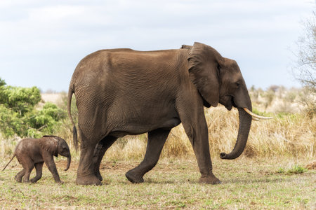 mother and child. Female elephant with her calf walking in Kruger National Park in South Africaの写真素材