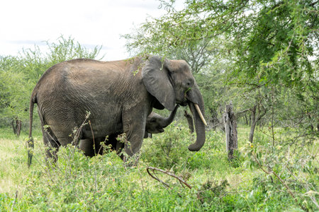 mother and child. Female elephant with her calf walking in Kruger National Park in South Africaの写真素材