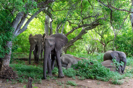 Elephant herd searching for food and water in the green season in a Game Reserve in the Tuli Block in Botswana.の写真素材