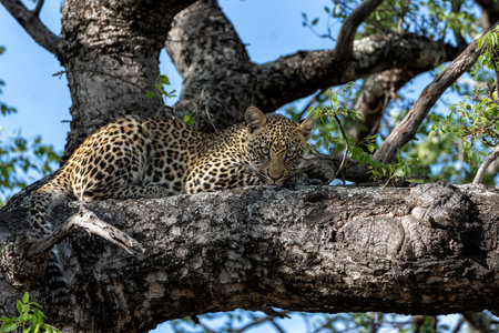 Leopard cub in the tree hiding for a hyena in Sabi Sands Game Reserve in the greater Kruger region in South Africaの写真素材