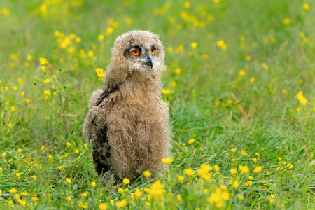 Cute owl. A juvenile European Eagle Owl (Bubo bubo) walking over a meadow in Gelderland in the Netherlands.の写真素材